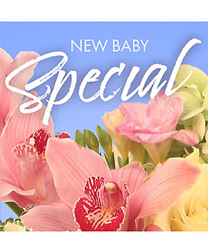 NEW BABY FAVORITE designer's choice