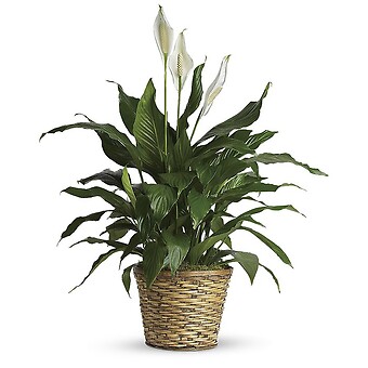 Simply Elegant Spathiphyllum (Peace Lily) - Medium